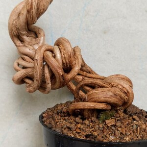 May include: A small bonsai tree with a twisted, brown trunk and branches. The tree is planted in a black plastic pot filled with soil. New green leaves are sprouting from the top of the trunk.