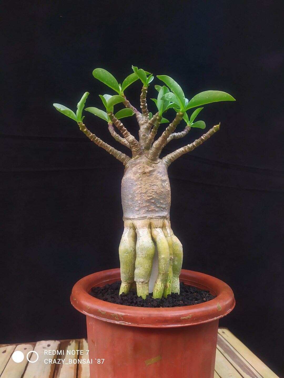 Real Pictures - Adenium Golden Roots Beauty - Wholesale and Retail - Etsy