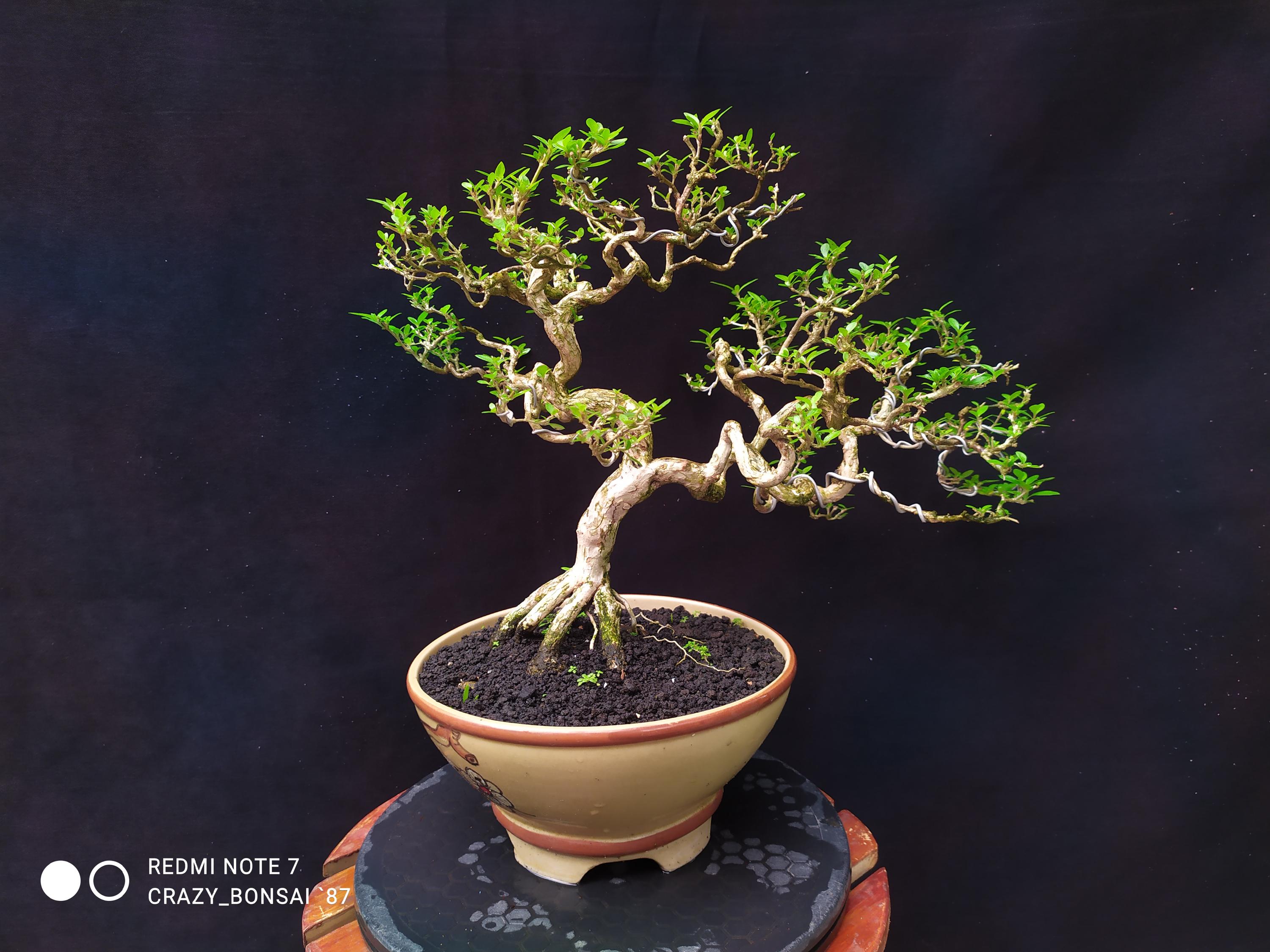 Serissa Japonica / Serissa Foetida Bonsai Tree - Beauty - Real Bonsai Tree  - Wholessle and Retail - Etsy Israel
