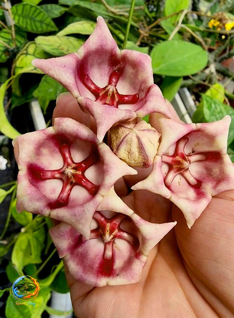 Hoya archboldiana - Etsy 日本