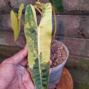 May include: A rustic wooden sign with the text "Welcome to our home" in white lettering. The sign features a distressed finish and a simple, inviting design, perfect for a front porch or entryway.