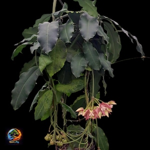 Puede incluir: Una planta de Hoya con hojas grandes de color verde oscuro y racimos de pequeñas flores rosas y amarillas. La planta está en una maceta sobre un fondo negro. Las hojas tienen un borde ondulado.