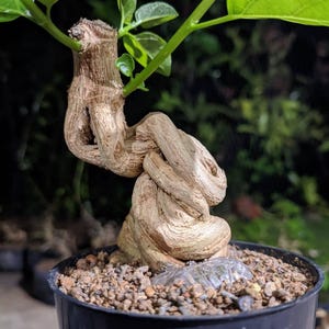 May include: A bonsai tree with a gnarled, textured trunk and bright green leaves. The tree is in a black plastic pot filled with soil and small stones. The trunk's unusual shape provides a striking visual element.