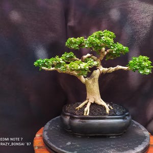 Real Bonsai Tree - Premna Microphylla Bonsai Tree - Good Quality  - Real Pictures