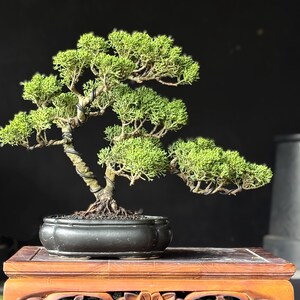 Wholesale Bonsai Tree Live - Etsy