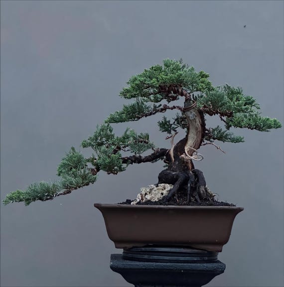 Echter Juniperus Chinensis Bonsai Baum / Bonsai Juniperus / Echte Bilder /  Ausstellungsqualitt / Mittlere Gre - Etsy sterreich