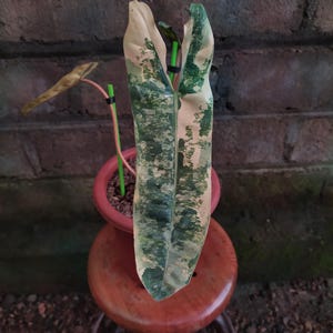 May include: A close-up of a plant with large, variegated leaves in shades of green and cream. The plant is in a small, terracotta-colored pot, sitting on a wooden stool. The text "REDMI NOTE 7 BROTHER_PLANTS '87" is visible.
