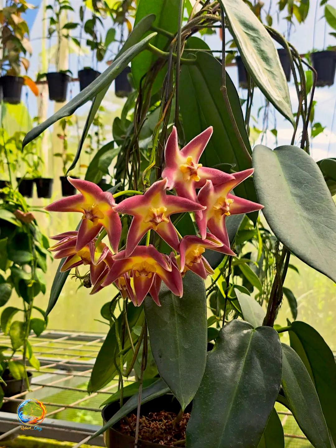 Hoya Stenakei - Etsy