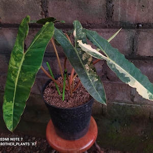 Phillodendron Billietiae Variegated Beauty - Medium Size - Rare Exotic Plant.