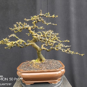 Drzewko bonsai Blue Bell / Drzewko bonsai Desmodium - fioletowe kwiaty - pomysły na prezent.