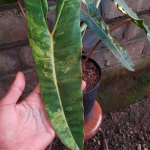May include: A rustic wooden sign with the text "Welcome to our home" in white lettering. The sign features a distressed finish and a simple, inviting design, perfect for entryway decor.