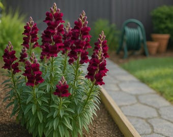 Snap Dragon ‘Black Prince’ Seeds — Rare New Near-Black Flowers, Cool-Season Annual — 25 Seeds