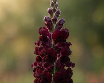 Black Prince Snapdragon Seeds: Dark Maroon Gothic Blooms (25 Seeds)