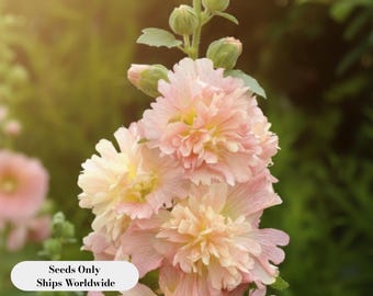 Apricot Spring Celebrities Hollyhock Seeds, Alcea Rosea
