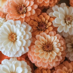 Könnte beinhalten: Nahaufnahme einer Ansammlung von Dahlien in voller Blüte. Die Blumen zeigen eine Farbpalette von Weiß, Pfirsich und Orange. Die Blütenblätter sind geschichtet und erzeugen ein strukturiertes Aussehen. Eine lebendige Darstellung floraler Schönheit.