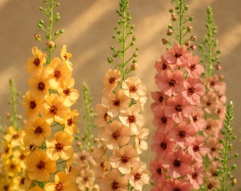 Southern Charm Mullein Seeds: Apricot Peach Cottage Garden Flowers