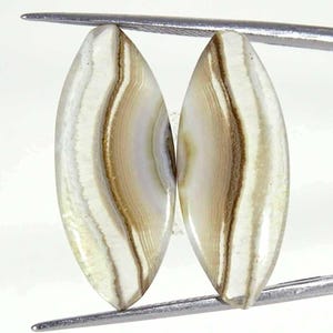 Könnte beinhalten: Zwei ovale Edelsteine mit polierter Oberfläche. Die Steine weisen ein Muster aus abwechselnden Bändern in Weiß, Creme und Braun auf. Gehalten von einem Metallwerkzeug, sind die Edelsteine wahrscheinlich für die Schmuckherstellung oder das Sammeln bestimmt.