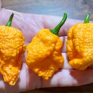 Peut inclure: Trois piments Carolina Reaper orange vif avec des tiges vertes. Les piments ont une surface bosselée et texturée et sont tenus dans une main. Les piments sont d'une couleur orange vibrante.
