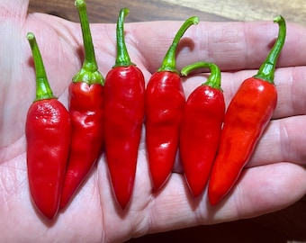 XL Hot Thai Chili Pepper Seeds 50,000-100,000 Scoville Heat Units SHU