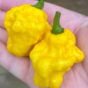 Puede incluir: Primer plano de dos pimientos amarillos brillantes con tallos verdes. Los pimientos tienen una textura distintiva y con bultos y se sostienen en una mano. La imagen muestra el color vibrante y la forma única de las verduras frescas.