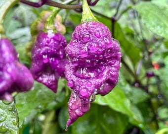 Faddas Purple Death Pepper Seeds | Rare Super Hot Chili | Capsicum Chinese