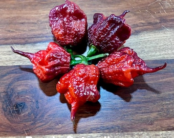Könnte beinhalten: Fünf Purple Gator Jigsaw Chilischoten, die in einem kreisförmigen Muster angeordnet sind. Jede Schote weist eine tief faltige, unebene Hautstruktur mit einem Farbverlauf von Dunkelviolett zu Hellrot und einen kleinen grünen Stiel auf.