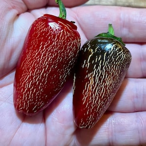 Jalapeno Pepper Seeds