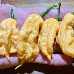 Peach Bhut Jolokia Pepper Seeds