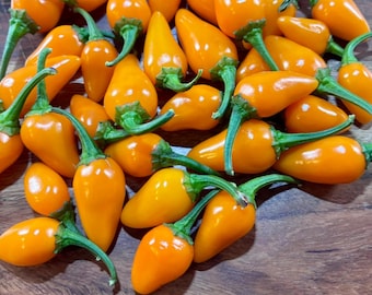 Op de afbeelding: Een verzameling feloranje Malawi Kambuzi chilipepers, elk met een gladde, glanzende schil en een klein groen steeltje. De pepers liggen bij elkaar en tonen hun kenmerkende druppelvorm en hun levendige oranje kleur.