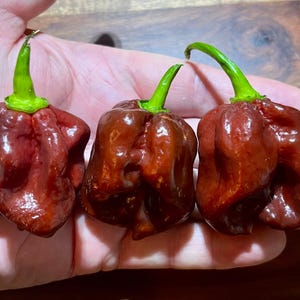 Chocolate Habanero Pepper Seeds