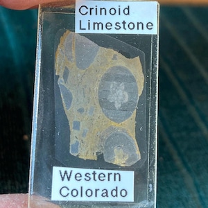 May include: A piece of crinoid limestone from Western Colorado. The fossilized rock sample is encased in a clear plastic holder. The stone has a mix of gray, yellow, and black colors, with visible circular patterns and the text "Crinoid Limestone".