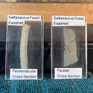 May include: Two rectangular clear display cases containing Saltasaurus fossil eggshell fragments. The left case shows a perpendicular cross section, while the right case displays a parallel cross section. Each case features white labels with black text.