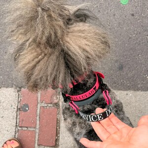 Puede incluir: Un perro con pelaje gris rizado que lleva un collar rosa brillante y un collar negro. El collar negro presenta el nombre TALLULAH en letras rosas y el texto SERVICE DOG en letras blancas. El perro tiene un copete esponjoso de pelo gris.