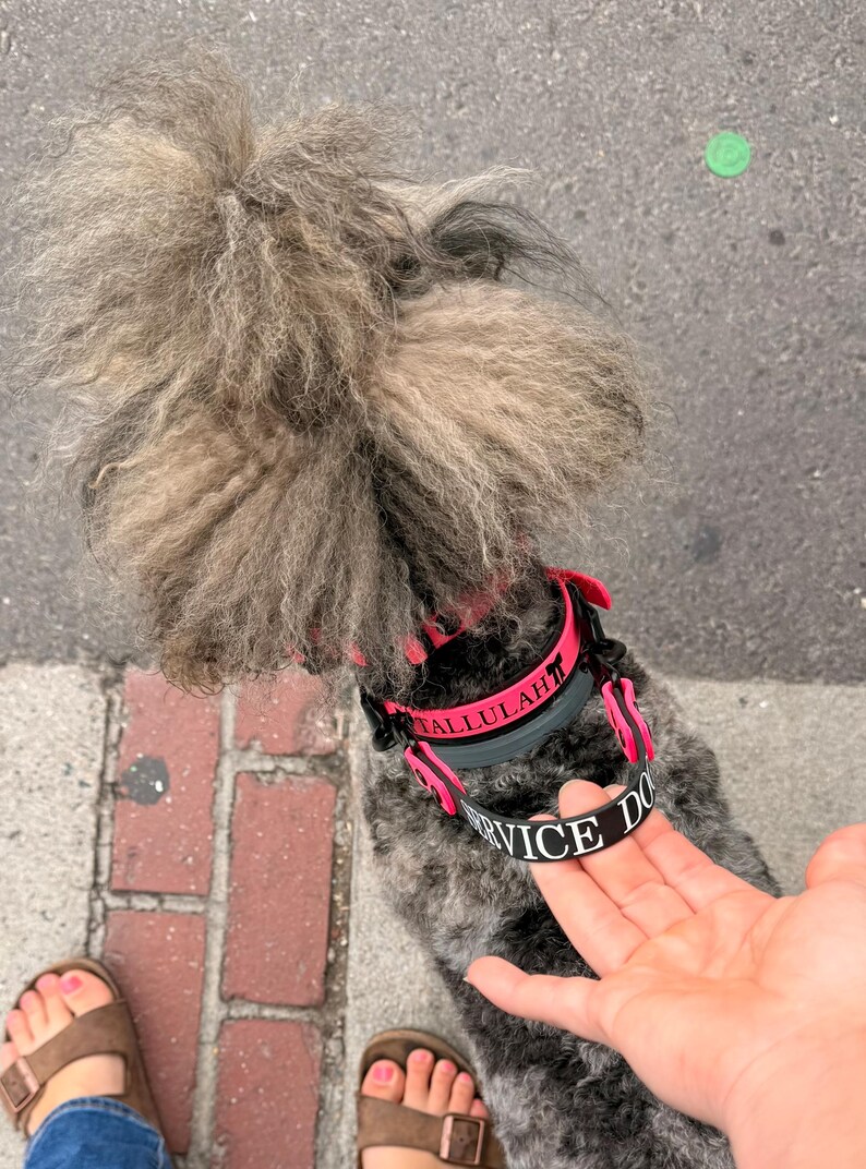 Puede incluir: Un perro con pelaje gris rizado que lleva un collar rosa brillante y un collar negro. El collar negro presenta el nombre TALLULAH en letras rosas y el texto SERVICE DOG en letras blancas. El perro tiene un copete esponjoso de pelo gris.