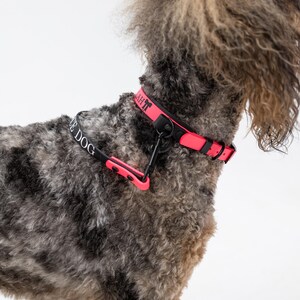 Puede incluir: Un collar para perro de color rosa ne&oacute;n brillante con herrajes y hebilla negros. El collar incluye una etiqueta negra con el texto "LAH" y una correa negra con el texto "DOG" impreso en blanco sobre una cinta negra unida al collar.