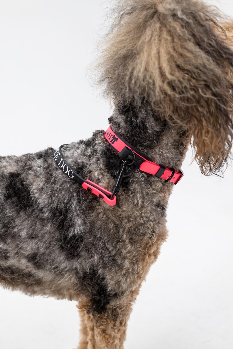 Puede incluir: Un collar para perro de color rosa ne&oacute;n brillante con herrajes y hebilla negros. El collar incluye una etiqueta negra con el texto "LAH" y una correa negra con el texto "DOG" impreso en blanco sobre una cinta negra unida al collar.