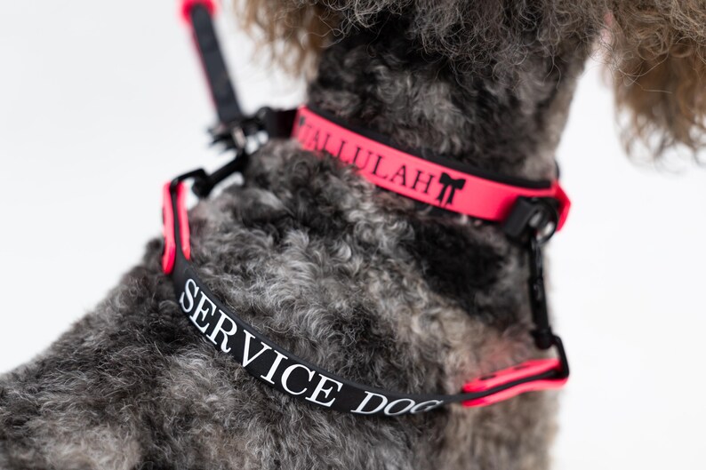 Puede incluir: Un conjunto de arn&eacute;s y collar para perro en color negro y rosa ne&oacute;n que presenta el texto SERVICE DOG en letras blancas en la correa del arn&eacute;s y el nombre TALLULAH con un peque&ntilde;o icono de lazo en letras negras en el collar rosa ne&oacute;n.