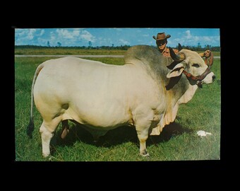 Bull Vintage Postcard Cattle Central Florida Champion Brahman Bull Unused