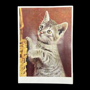 Cartão Postal Vintage Kitten Squeaker USADO