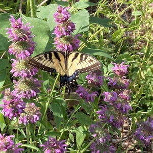Bee Balm seeds