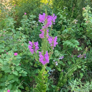 Obedient Plant in 1 Gallon ready to plant