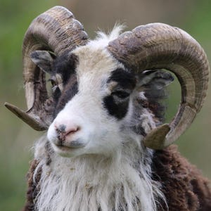 Könnte beinhalten: Nahaufnahme eines Schafbocks mit großen, gebogenen Hörnern. Der Bock hat ein weißes Gesicht mit schwarzen Markierungen um Augen und Ohren. Sein Fell ist eine Mischung aus Braun und Weiß, mit einem flauschigen Bart.