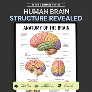 Könnte beinhalten: Ein Lehrplakat mit dem Titel BODY'S COMMAND CENTER HUMAN BRAIN STRUCTURE REVEALED und ANATOMY OF THE BRAIN. Es zeigt detaillierte, farbcodierte Illustrationen des Gehirns aus lateraler, medialer, superiorer und koronaler Ansicht mit Beschriftungen.
