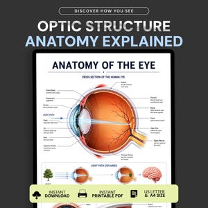 Anatomy of the Eye Poster, Human Eye Anatomy Chart, Eye Structure Retina Cornea Optic Nerve Diagram, Medical Study Guide