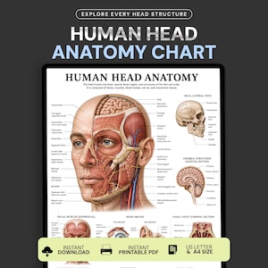 May include: A human head anatomy chart featuring a detailed illustration of the skull, facial muscles, and brain structures. The poster includes labels for various anatomical parts, with text reading Human Head Anatomy and Explore Every Head Structure.