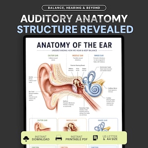 Könnte beinhalten: Ein Lehrplakat mit dem Titel AUDITORY ANATOMY STRUCTURE REVEALED, das ein detailliertes anatomisches Diagramm des menschlichen Ohrs zeigt. Es beschriftet die Komponenten des Außen-, Mittel- und Innenohrs, einschließlich Trommelfell und Cochlea.