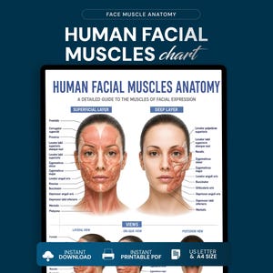 May include: A human facial muscles anatomy chart featuring two central head illustrations labeled superficial and deep layers. The text reads Human Facial Muscles Anatomy, A Detailed Guide To The Muscles Of Facial Expression, with additional views below.