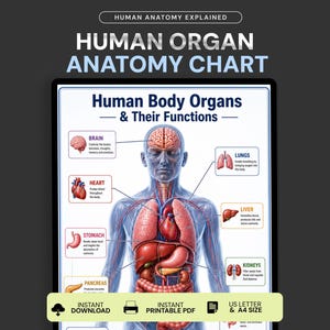 Póster de órganos del cuerpo humano, tabla de anatomía de órganos humanos, diagrama de órganos internos, lámina de anatomía médica, guía de estudio de enfermería, anatomía humana,