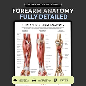 Può includere: Un poster educativo digitale intitolato HUMAN FOREARM ANATOMY con tre illustrazioni anatomiche dettagliate che mostrano la vista anteriore, la vista posteriore e lo strato profondo dell'avambraccio con muscoli, tendini, nervi e vasi sanguigni etichettati.