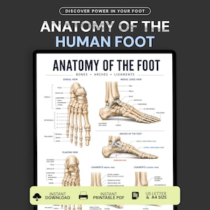 Anatomie des Menschen: Poster zur Fußanatomie, Diagramm zur Fußanatomie, Fußknochen, Muskeln, Bänder, Sehnen und Nerven, Medizinischer Lernleitfaden